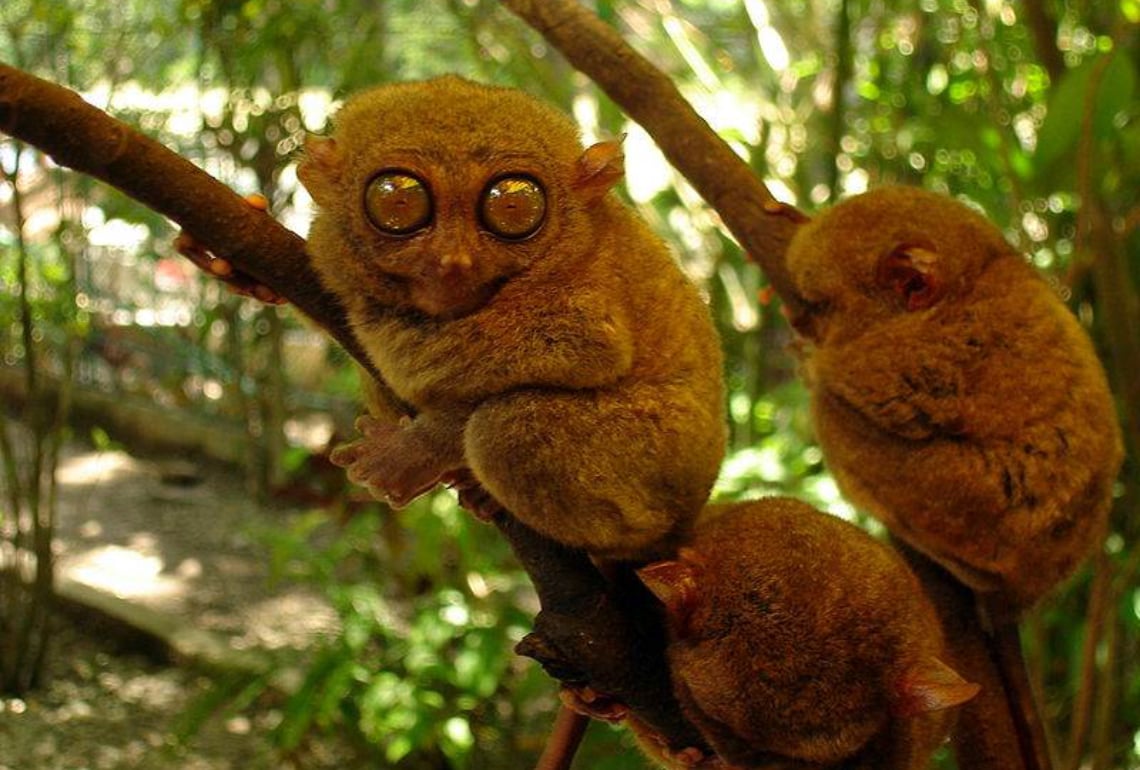 Philippine Tarsier Sanctuary